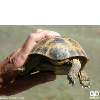 گونه لاکپشت آسیایی Russian Turtle